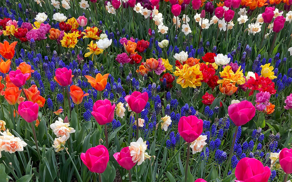 Image description: A close-up of brightly-colored bulb flowers growing in a display garden. The flowers are situated in diagonal rows by color. White daffodils, pink and orange tulips, and purple hyacinths are shown, as well as their green stems and leaves. The photo is full of color.