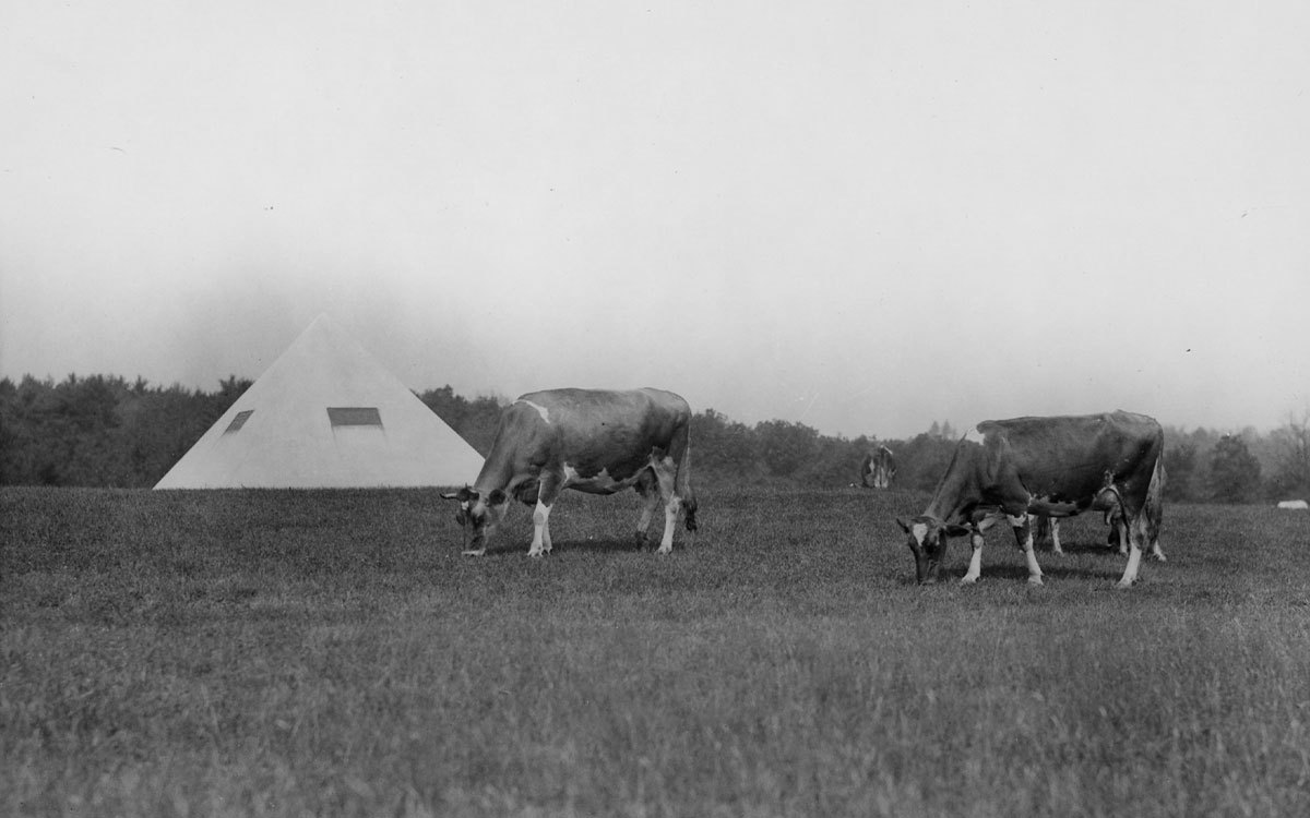 Cattle grazing in foreground with white pyramid structure in background